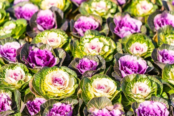 Hermosa Flor Color Verde Púrpura — Foto de Stock