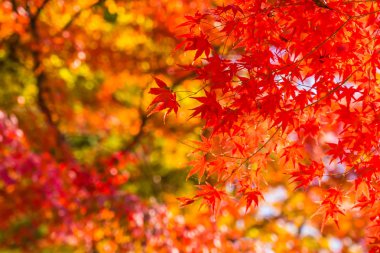 Sonbahar sezonu ağacın güzel kırmızı ve yeşil akçaağaç yaprağı