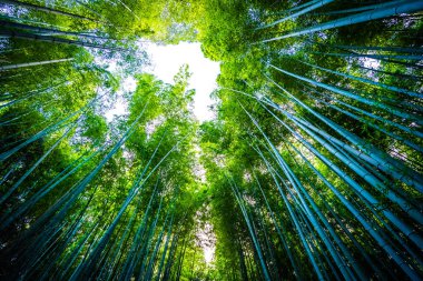 Bambu Grove Arashiyama Kyoto Japonya ormandaki güzel manzara
