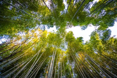 Güzel bambu grove ağaç arashiyama alan Kyoto Japonya