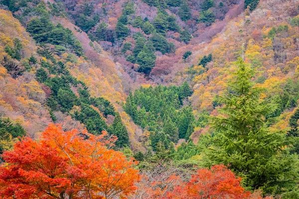 Vackra Landskapet Massa Träd Med Färgglada Löv Runt Berget Höstsäsongen — Stockfoto