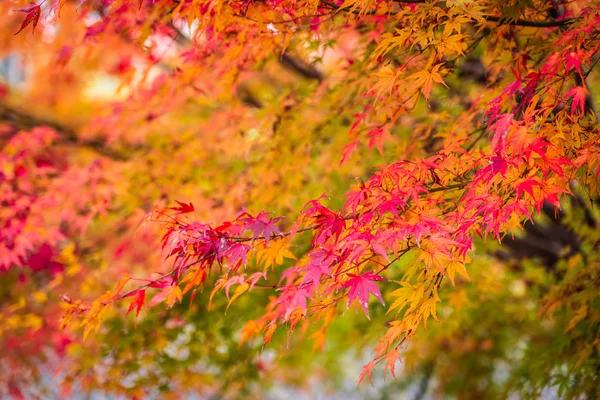 Schöner Roter Und Grüner Ahornbaum Der Herbstsaison — Stockfoto