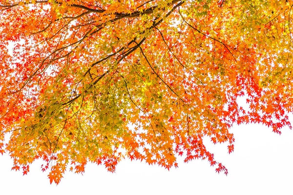 Schönes Rotes Und Grünes Ahornblatt Baum Herbst — Stockfoto