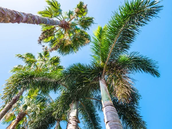 Smukke Tropiske Kokospalmer Blå Himmel Baggrund - Stock-foto