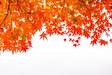 Sonbahar sezonu ağacın güzel kırmızı ve yeşil akçaağaç yaprağı