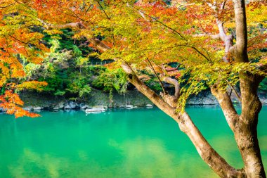 Akçaağaç ağaç yaprak ve sonbahar sezonu Kyoto Japonya göl etrafında tekne ile güzel Arashiyama Nehri