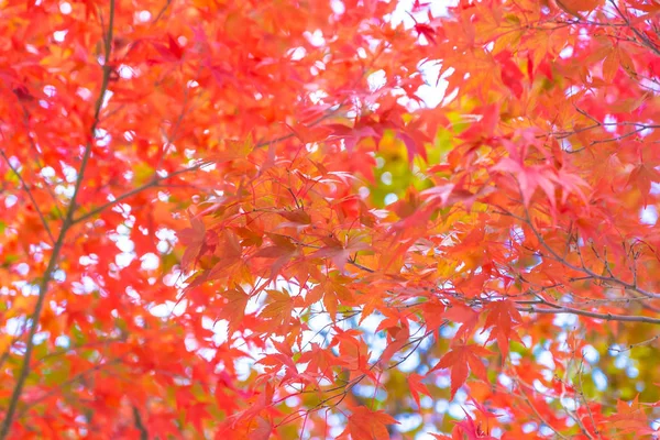 Schöner Roter Und Grüner Ahornbaum Der Herbstsaison — Stockfoto