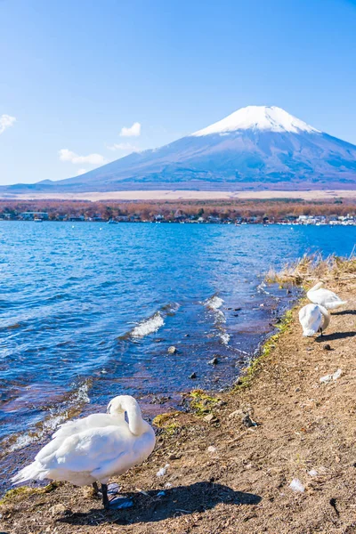 Όμορφο Τοπίο Του Βουνού Fuji Λευκό Κύκνο Γύρω Από Την — Φωτογραφία Αρχείου