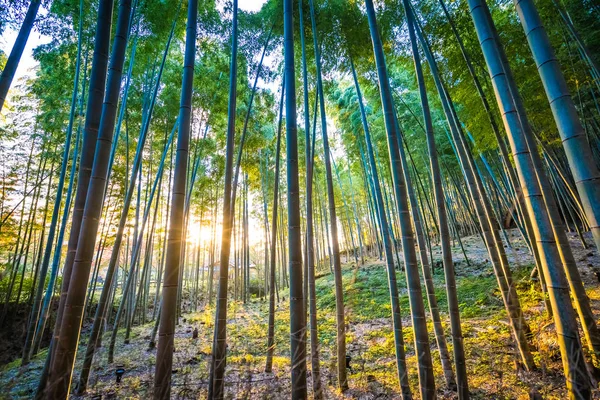 Schöner Bambushain Baum Arashiyama Gebiet Kyoto Japan — Stockfoto