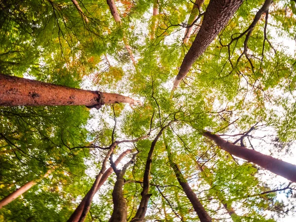 Bela Paisagem Árvore Grande Floresta Com Ponto Vista Anjo Baixo — Fotografia de Stock