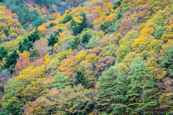 Schöne Landschaft Viele Bäume Mit Bunten Blättern Rund Den Berg — Stockfoto