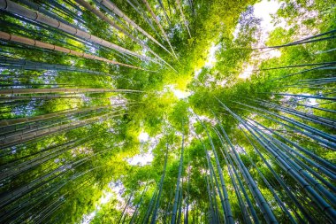 Bambu Grove Arashiyama Kyoto Japonya ormandaki güzel manzara