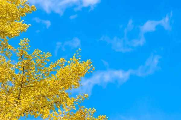 Красивое Желтое Дерево Гинкго Осенний Сезон — стоковое фото