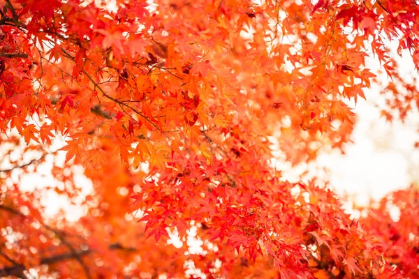 Hermoso Árbol Hoja Arce Rojo Verde Temporada Otoño — Foto de Stock