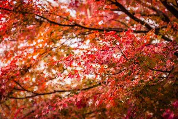 Bela Árvore Folha Bordo Vermelho Verde Temporada Outono — Fotografia de Stock