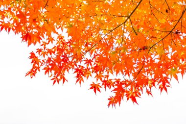 Sonbahar sezonu ağacın güzel kırmızı ve yeşil akçaağaç yaprağı