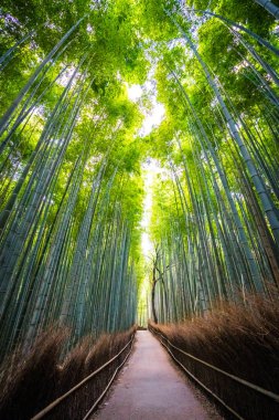 Bambu Grove Arashiyama Kyoto Japonya ormandaki güzel manzara