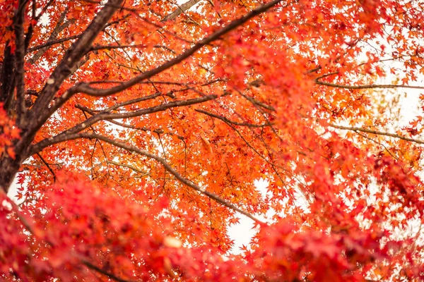 Belle Feuille Érable Rouge Verte Automne — Photo