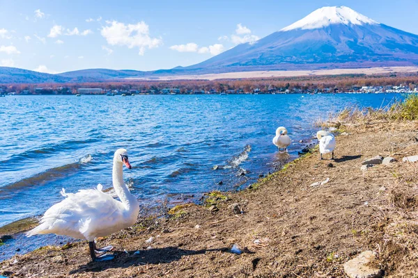 Όμορφο Τοπίο Του Βουνού Fuji Λευκό Κύκνο Γύρω Από Την — Φωτογραφία Αρχείου