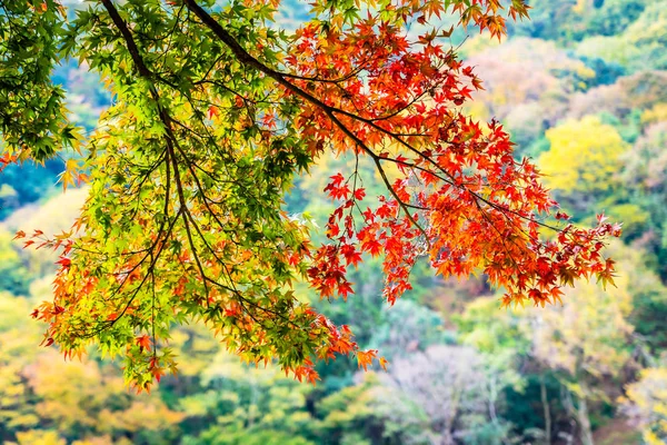 Hermoso Río Arashiyama Con Árbol Hoja Arce Barco Alrededor Del —  Fotos de Stock