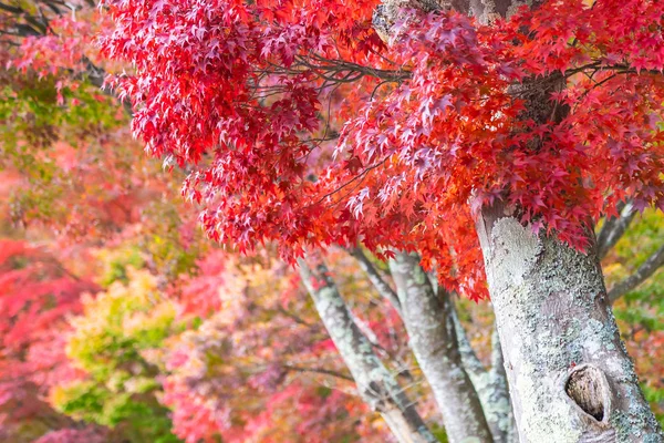 Prachtige Rode Groene Blad Esdoorn Herfst Seizoen — Stockfoto