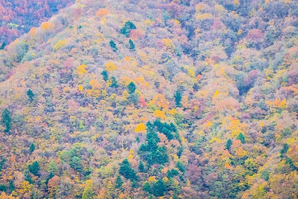 Prachtige Landschap Een Heleboel Boom Met Kleurrijke Blad Rond Berg — Stockfoto