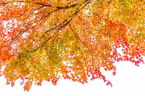 Schönes Rotes Und Grünes Ahornblatt Baum Herbst — Stockfoto