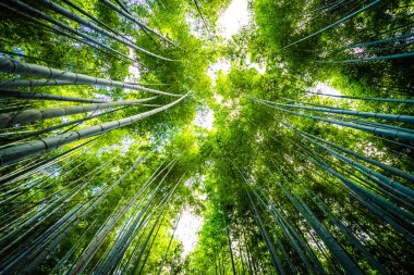 Bambu Grove Arashiyama Kyoto Japonya ormandaki güzel manzara