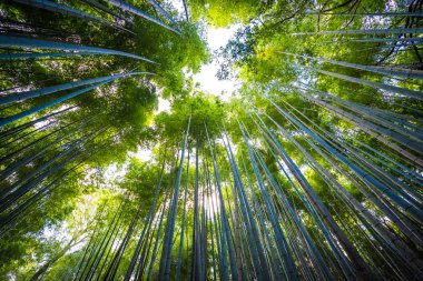 Güzel bambu grove ağaç arashiyama alan Kyoto Japonya