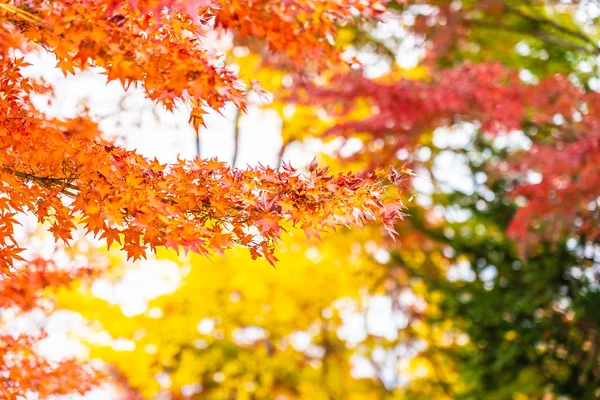Piękny Widok Zewnątrz Jesieni Czerwony Liść Klonu — Zdjęcie stockowe