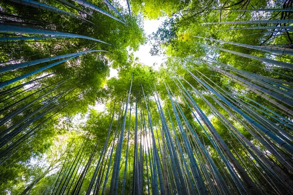 Drzewo Gaj Piękne Bambus Dziedzinie Arashiyama Kioto Japonia — Zdjęcie stockowe