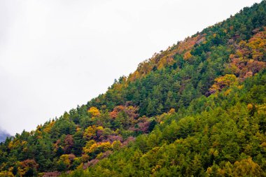 Bir ağaç dağ sonbahar sezonu etrafında renkli yaprak ile çok güzel manzara