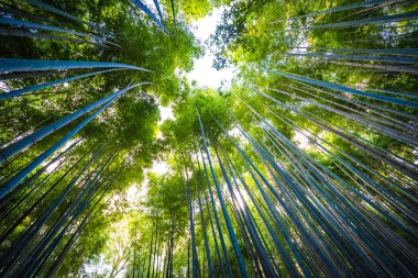 Güzel bambu grove ağaç arashiyama alan Kyoto Japonya