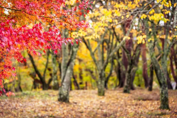 Vackra Röda Och Gröna Blad Lönn Höstsäsongen — Stockfoto