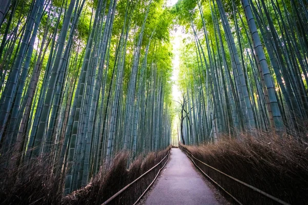 Prachtige Landschap Van Bamboebos Het Bos Shee Kyoto Japan — Stockfoto