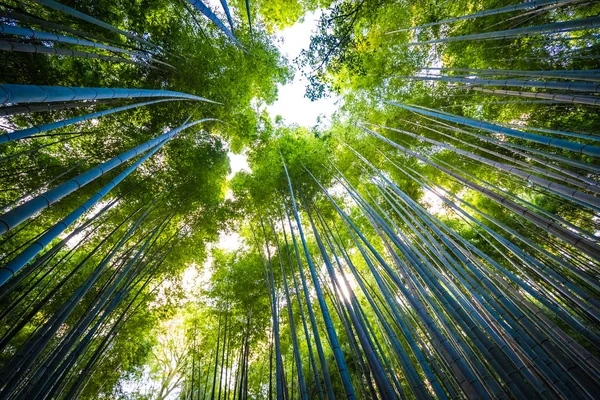 Güzel Bambu Grove Ağaç Arashiyama Alan Kyoto Japonya — Stok fotoğraf