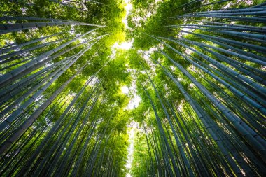 Bambu Grove Arashiyama Kyoto Japonya ormandaki güzel manzara