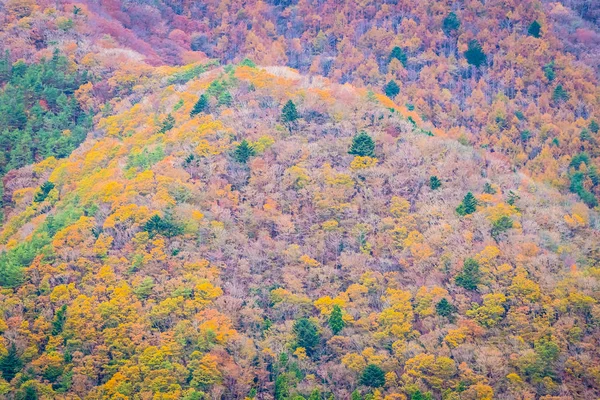 美丽的风景很多树与五颜六色的叶子在山附近在秋天季节 — 图库照片