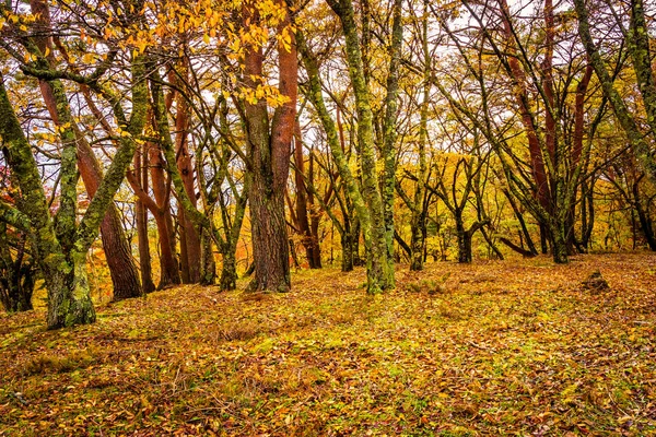 Belle Feuille Érable Rouge Verte Automne — Photo