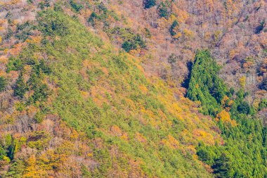 Güzel manzara sonbahar sezonu Japonya akçaağaç ağaç yaprak ile