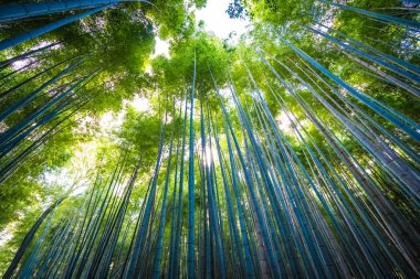 Güzel bambu grove ağaç arashiyama alan Kyoto Japonya