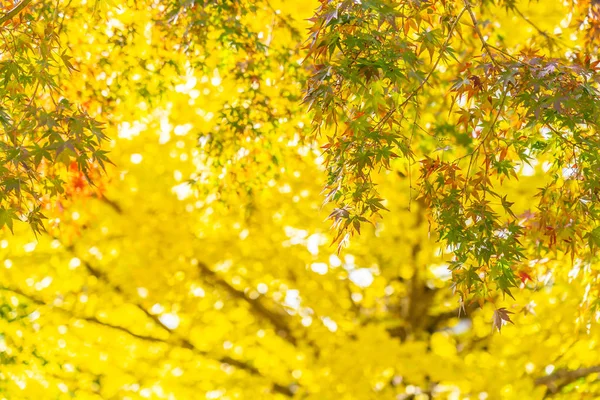 Indah Merah Dan Hijau Pohon Maple Daun Musim Gugur — Stok Foto