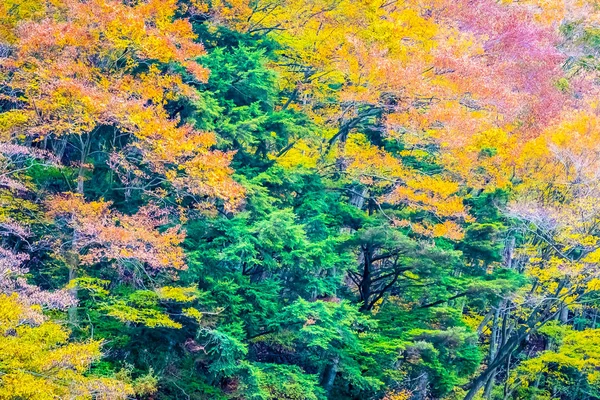 Hermoso Paisaje Montón Árboles Con Hojas Colores Alrededor Montaña Temporada —  Fotos de Stock