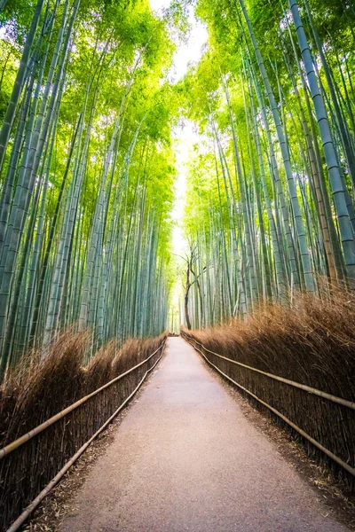 Prachtige Landschap Van Bamboebos Het Bos Shee Kyoto Japan — Stockfoto