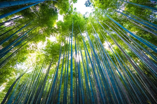 Beautiful bamboo grove tree in arashiyama area Kyoto Japan