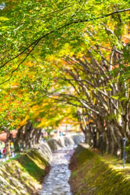 Güzel kırmızı ve yeşil akçaağaç yaprağı ağaç sonbahar sezonu