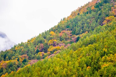 Bir ağaç dağ sonbahar sezonu etrafında renkli yaprak ile çok güzel manzara