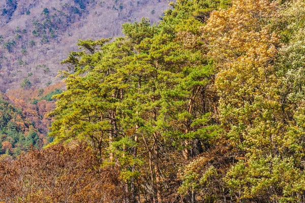 Schöne Landschaft Mit Apfelblattbaum Herbstsaison Japan — Stockfoto