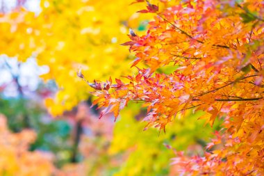 Sonbahar sezonu ağacın güzel kırmızı ve yeşil akçaağaç yaprağı