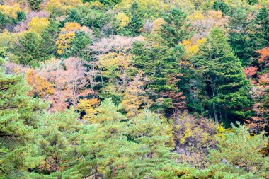 Bir ağaç dağ sonbahar sezonu etrafında renkli yaprak ile çok güzel manzara